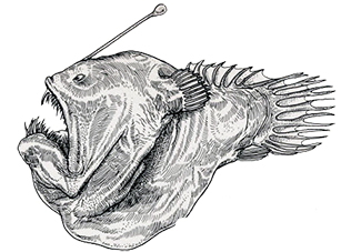 Melanocetus johnsonii_claves.jpg